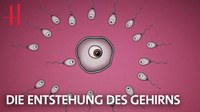 „Urknall im Uterus“ und „Eine Muh ist eine Kuh“: Neue Video-Serie der Hertie-Stiftung über das Gehirn 