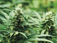 CBD Cannabis-Produkte von Medropharm für den deutschen Markt 