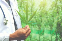 Cannabis Consumer Tracker liefert erste Studien-Ergebnisse