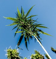 INSIGHT Health analysiert den Cannabis-Arzneimittelmarkt