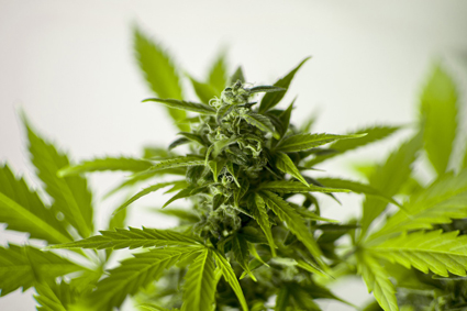 Vergabeverfahren erfolgreich abgeschlossen: BfArM erteilt verbliebene vier Zuschläge für Anbau von Cannabis zu medizinischen Zwecken 